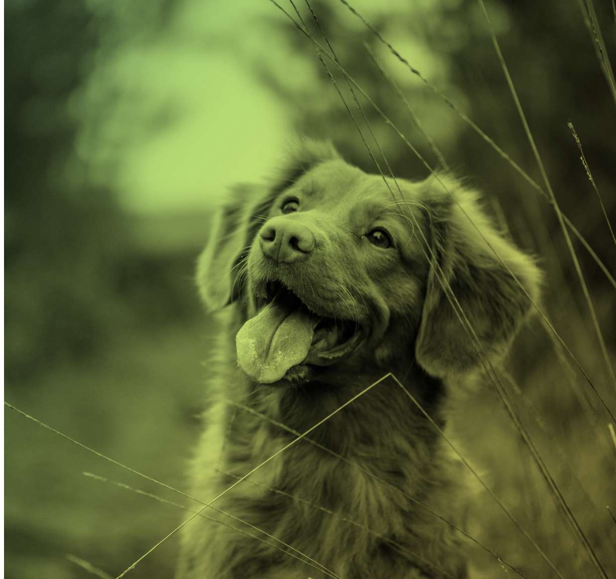 OGL Test Genético de Mascotas